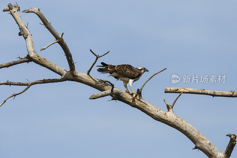 鱼鹰(Pandion haliaetus)在死树上吃鱼